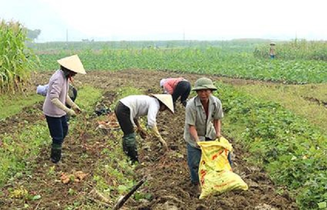 Kể chuyện làng: Đi mót ngày mùa ... - Ảnh 2.