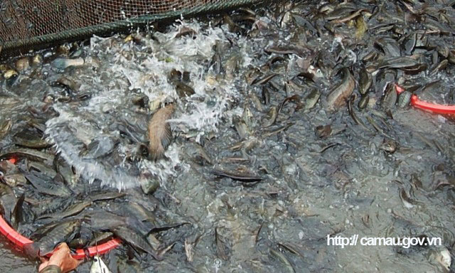 Cà Mau: Vùng đất nông dân nuôi cá đồng, kéo mẻ lưới lên cá lóc, cá trê, cá rô đồng dồn một đống - Ảnh 3.