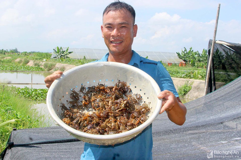 Nghệ An: Nắng nóng chang chang chàng nông dân nuôi cua đồng ngoài ruộng lúa, bắt một lúc được cả chậu to - Ảnh 1.