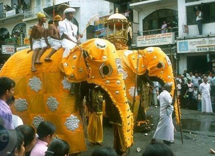 Sững sờ trước những màn trình diễn hấp dẫn của các Mahout cùng dàn voi “thiêng” Sri Lanka - Ảnh 5.