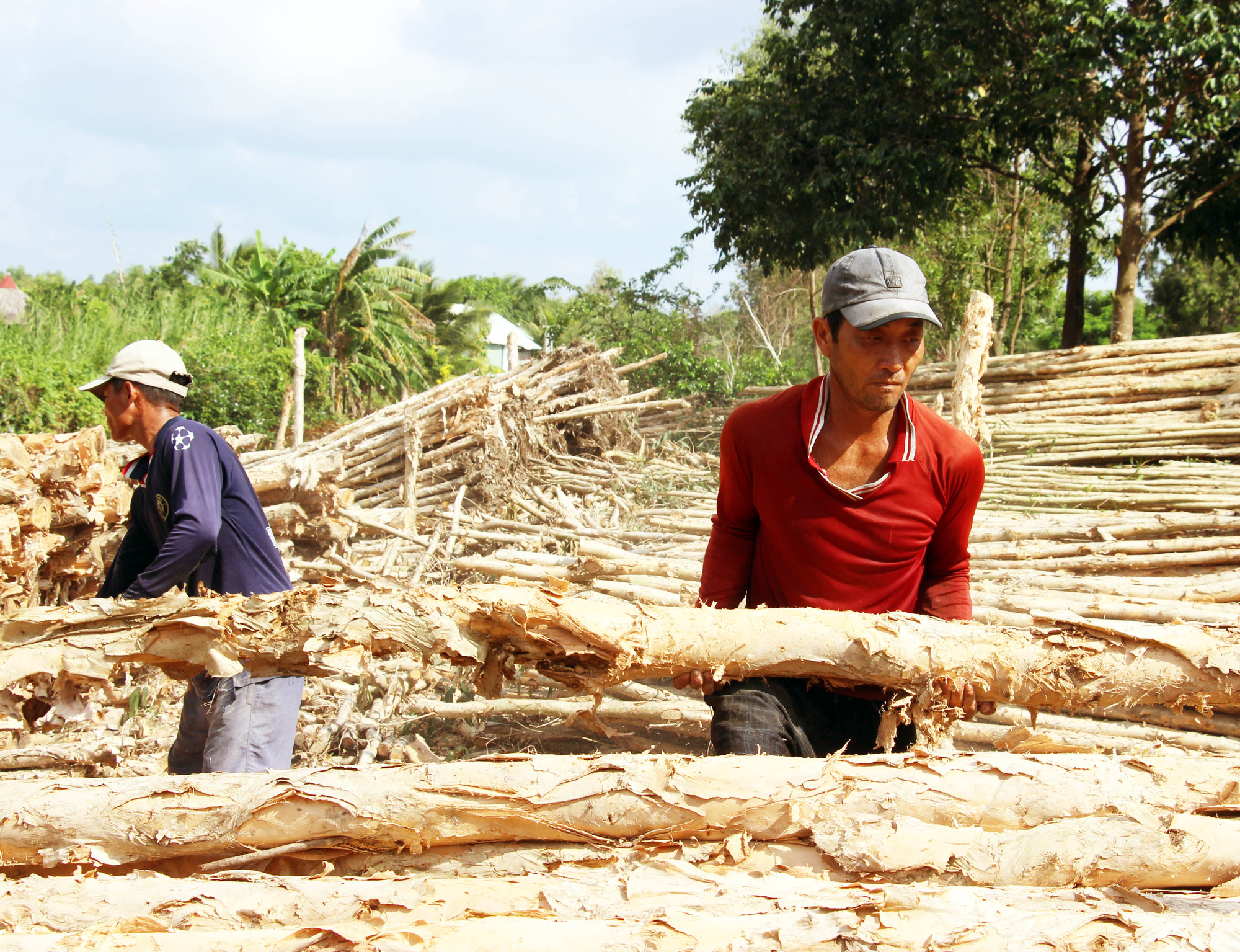 Cà Mau: Giá gỗ giảm mạnh, không ai mua khiến người trồng rừng lao đao - Ảnh 4.