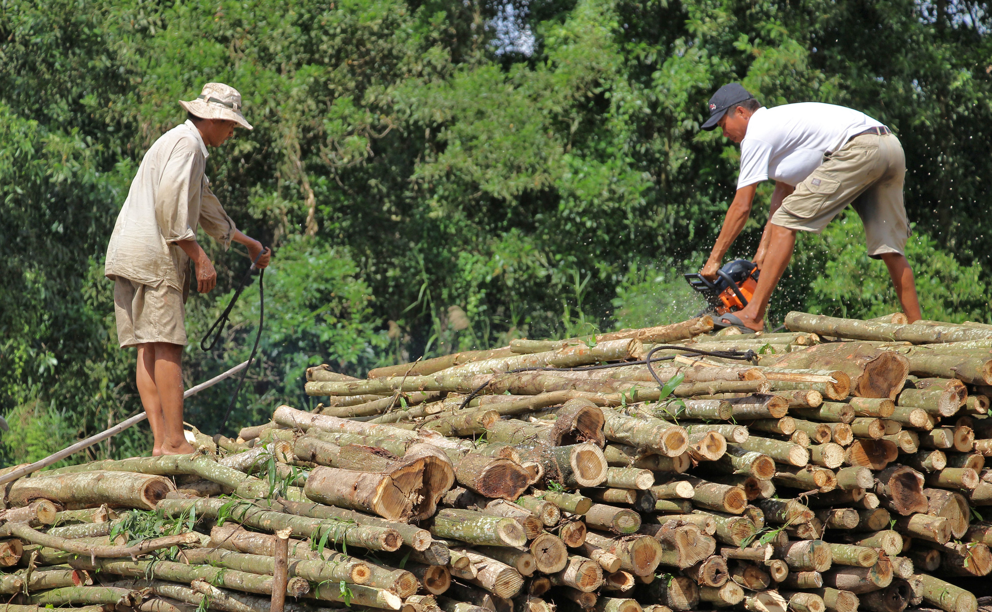 Cà Mau: Giá gỗ giảm mạnh, không ai mua khiến người trồng rừng lao đao - Ảnh 5.