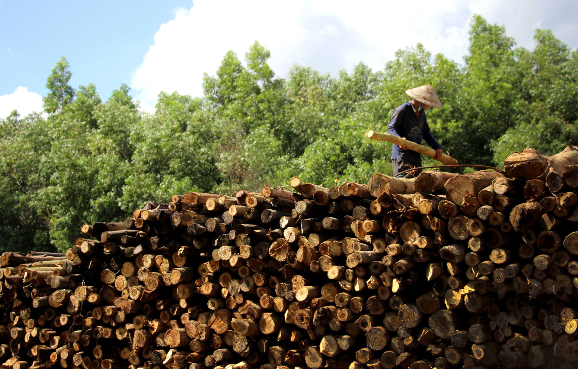 Cà Mau: Giá gỗ giảm mạnh, không ai mua khiến người trồng rừng lao đao - Ảnh 2.