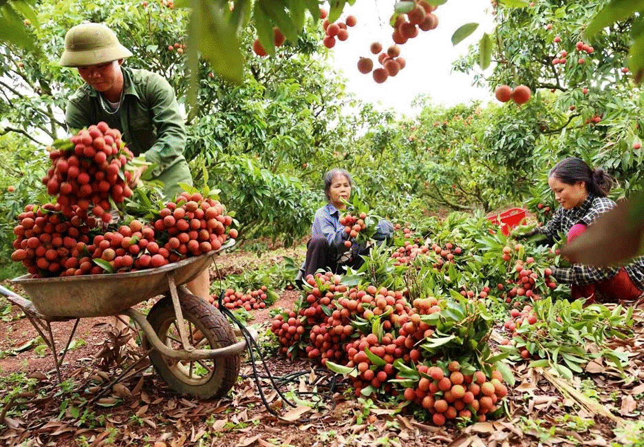 Vải thiều Bắc Giang “đắt hàng” trong ngày đầu tiên đăng bán trên Shopee - Ảnh 1.