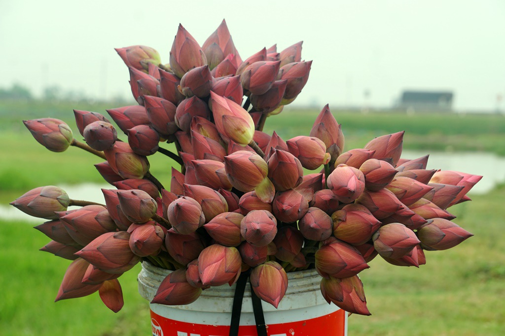 Thanh Hóa: Trồng loài hoa &quot;vạn người mê&quot; tỏa hương thơm ngát thay trồng lúa, cặp đôi U70 bỏ túi hàng chục triệu đồng - Ảnh 12.