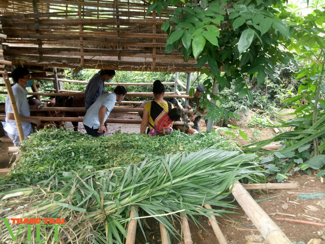 Sơn La: Ngăn chặn bệnh viêm da nổi cục ở trâu, bò - Ảnh 2.