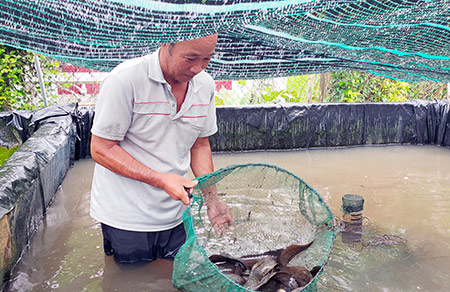 Hậu Giang: Giá cá chạch lấu to bự bất ngờ &quot;bốc hơi&quot; gần 1 nửa, nông dân nói điều này nghe bất ngờ - Ảnh 1.