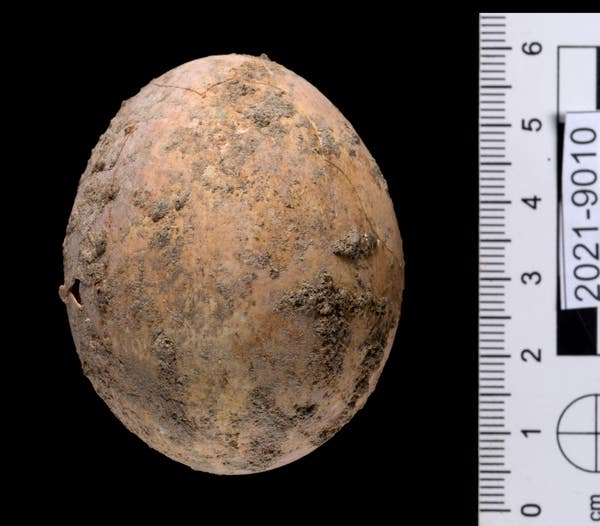Các nhà khảo cổ vui sướng phát hiện quả trứng 1.000 năm tuổi nhưng họ phải &quot;rơi nước mắt&quot; ngay sau đó - Ảnh 2.