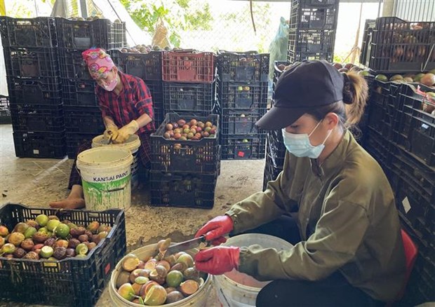 Quảng Trị: Vùng đất nóng trồng thứ cây ra trái ăn mát để làm gì mà bán loại nhất giá 35.000-38.000 đồng/kg? - Ảnh 4.