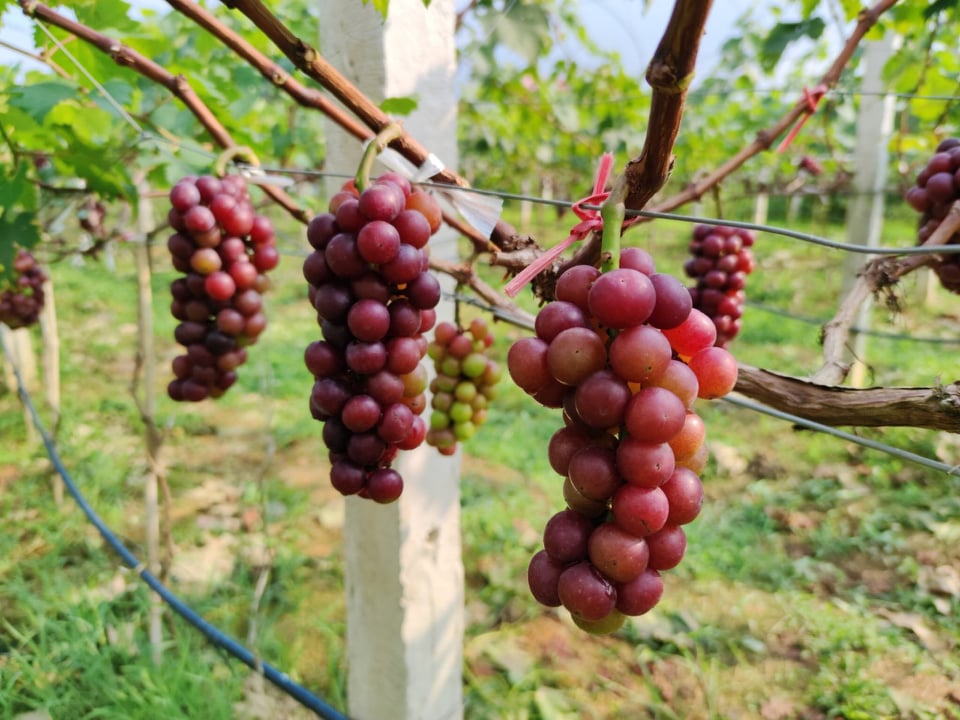 Thái Nguyên: Trồng cây ra chùm quả tím lịm mới được 1 năm, hotboy thạc sỹ đã thu cả trăm triệu - Ảnh 6.