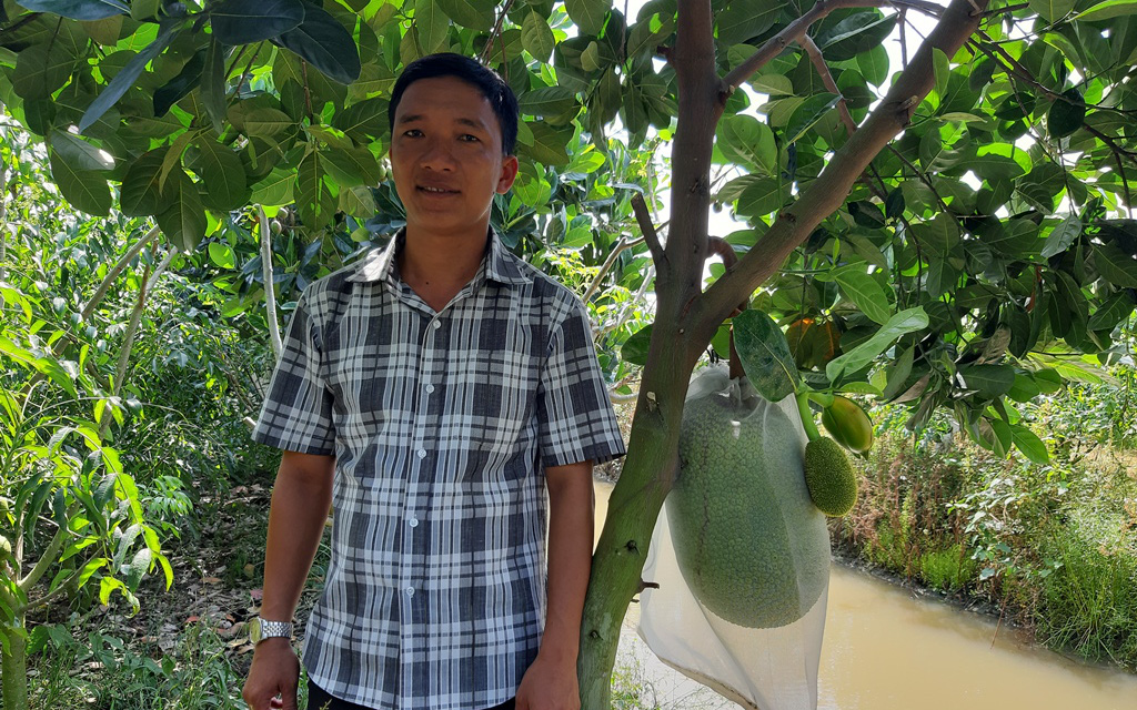 An Giang: "Liều" trồng mít Thái chung vườn với xoài, ai ngờ hái 30-40 tấn trái, anh trai trẻ đổi đời