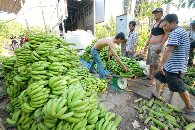 Trung Quốc đang thừa loại quả này, giá chuối tại Đồng Nai chỉ còn vài ngàn/kg, nông dân vẫn đua nhau trồng - Ảnh 1.