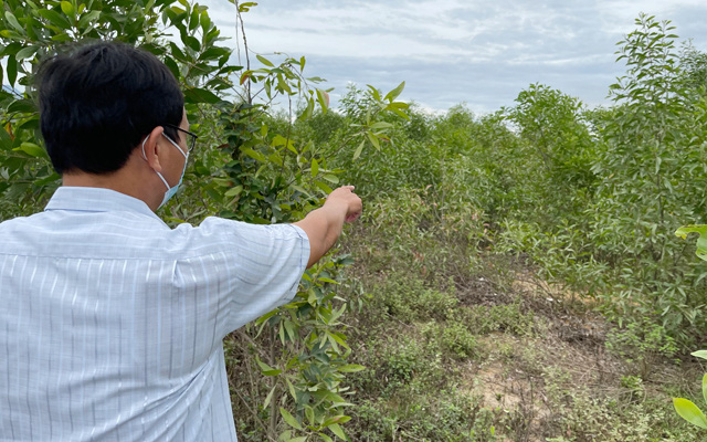 Quảng Ngãi: Mô hình trồng nghệ dưới tán rừng keo gần 4 tỷ mới nửa chừng đã phá sản 