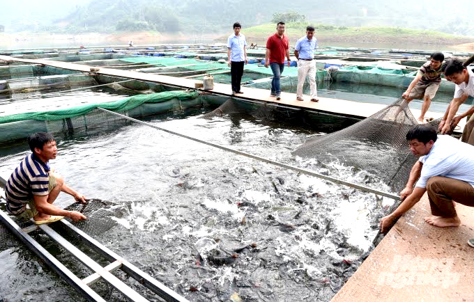 Tuyên Quang: Đặc sản cá bỗng nuôi ở hồ sinh thái Na Hang, kéo mẻ lưới lên ai cũng trầm trồ - Ảnh 1.