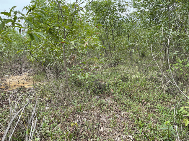 Quảng Ngãi: Xã mắc oan vì mô hình trồng nghệ dưới tán rừng keo gần 4 tỷ chết giữa chừng  - Ảnh 3.
