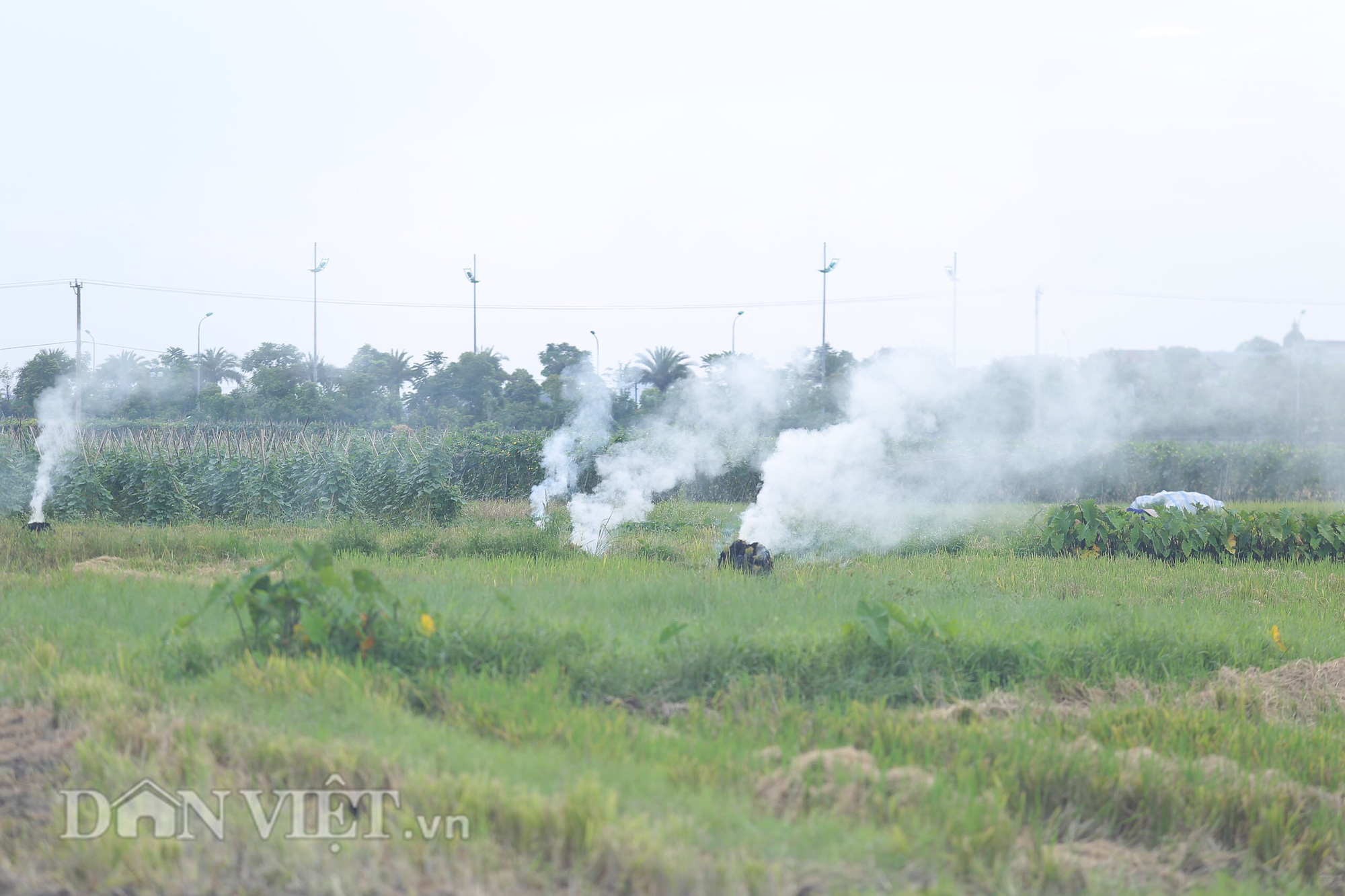 Vì sao tình trạng đốt rơm rạ vẫn liên tục tái diễn ở các vùng ngoại thành Hà Nội? - Ảnh 1.