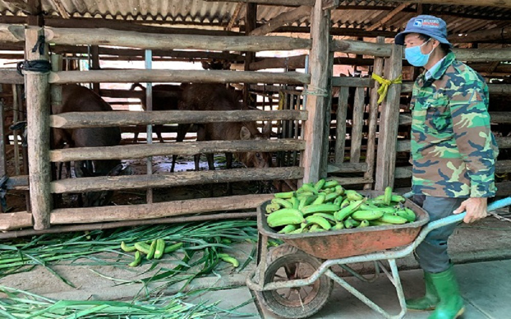 Đồng Nai: Nhàn nhã nuôi con ăn cỏ, uống nước lã, ông nông dân vùng bán sơn địa thu 300 triệu/năm