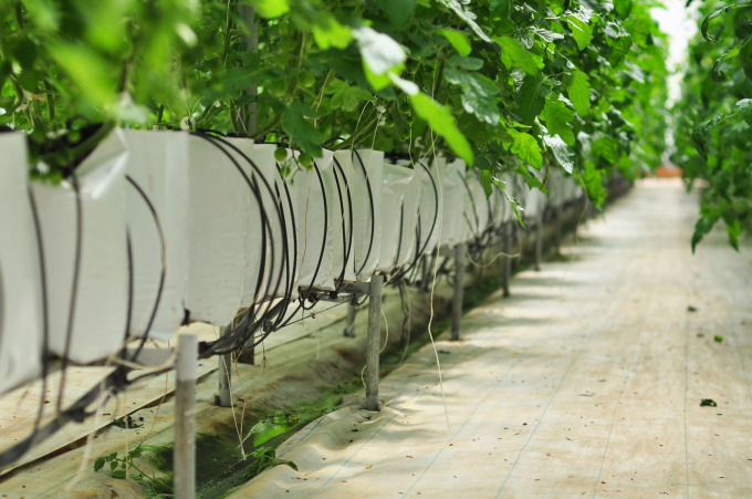 Lâm Đồng tăng thu hút đầu tư vào nông nghiệp công nghệ cao - Ảnh 2.