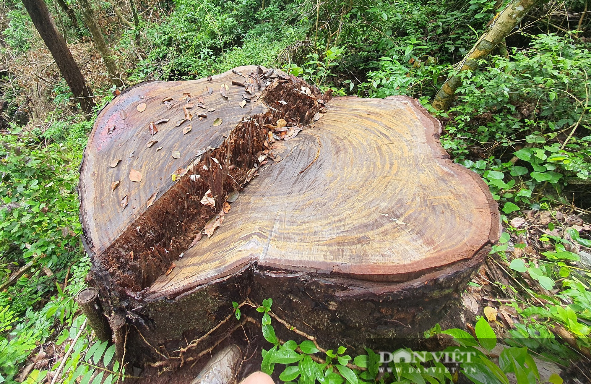 Chủ tịch UBND tỉnh Hà Giang vào hiện trường vụ phá rừng nghiến ở VQG Du Già - Ảnh 2.