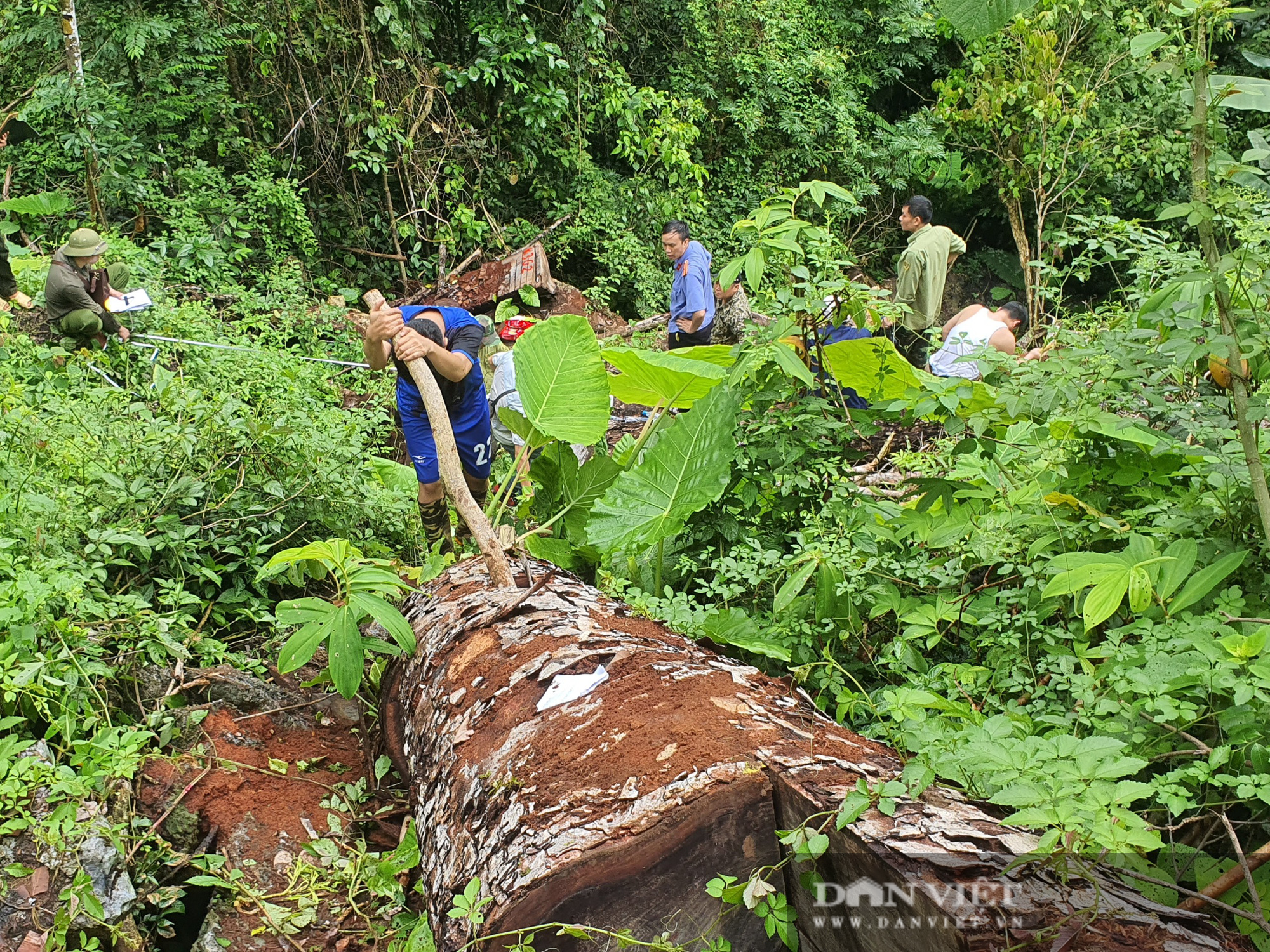 Chủ tịch UBND tỉnh Hà Giang vào hiện trường vụ phá rừng nghiến ở VQG Du Già - Ảnh 4.