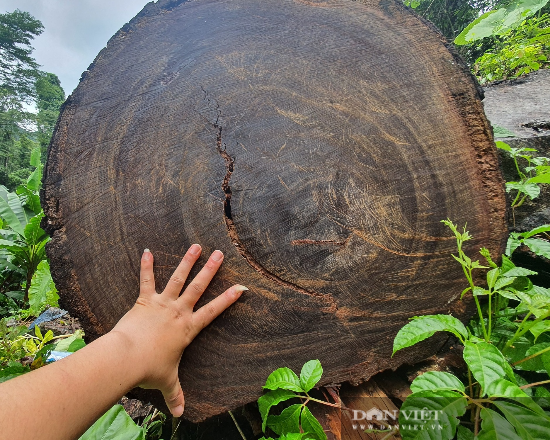 Cục Kiểm lâm chỉ đạo “nóng” vụ phá rừng quy mô lớn chưa từng có ở Hà Giang - Ảnh 1.