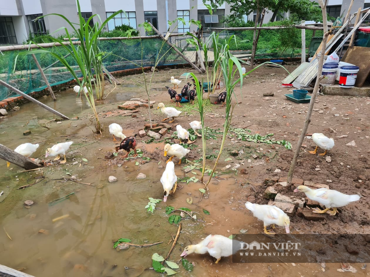 Khu nhà tái định cư ở Hà Nội bỏ hoang để nuôi gà - Ảnh 12.