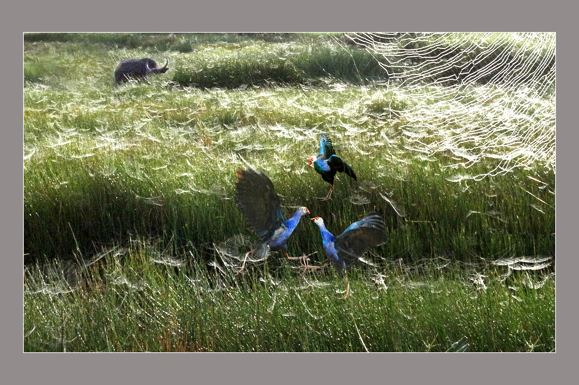 Cà Mau: Đàn chim trích cồ &quot;đanh đá&quot; ngắm mãi không chán ở rừng ngập mặn - Ảnh 3.