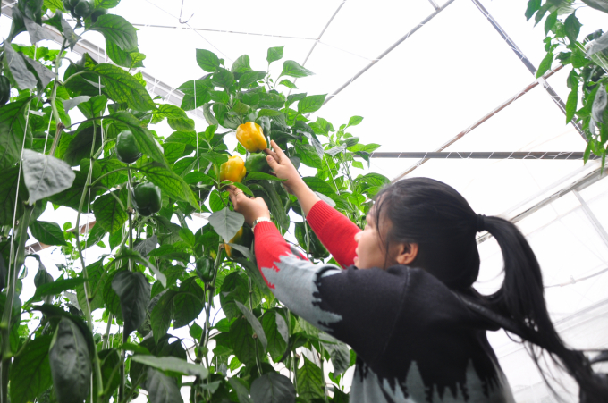 Lâm Đồng tăng thu hút đầu tư vào nông nghiệp công nghệ cao - Ảnh 5.