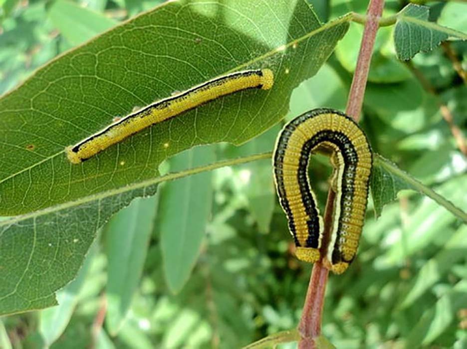 Những món ăn kinh hãi từ sâu bọ khiến thực khách giật mình nhưng ăn vào lại bị nghiện - Ảnh 2.