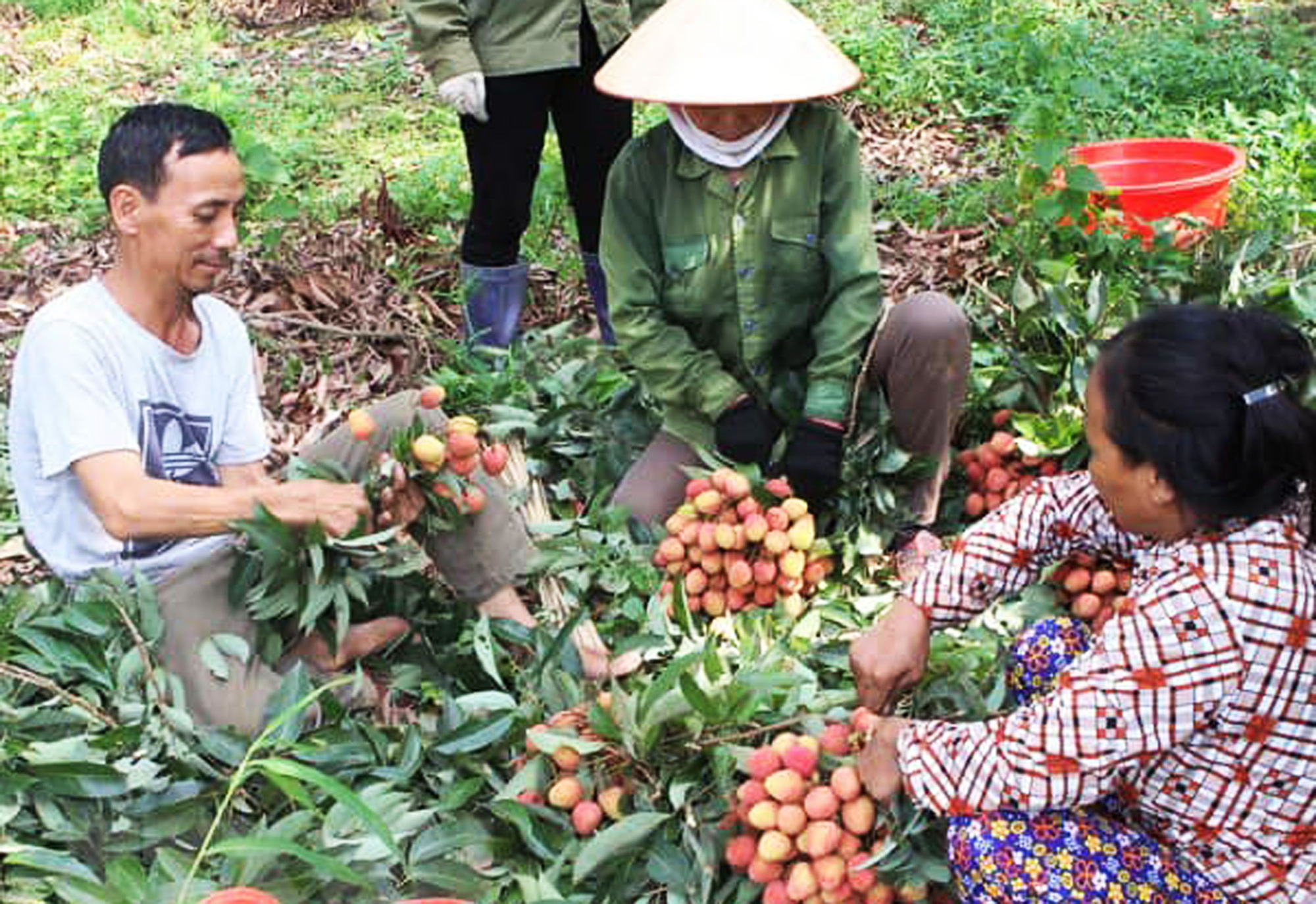 Đắk Lắk: Hỗ trợ tiêu thụ vải thiều cho nông dân Bắc Giang - Ảnh 2.