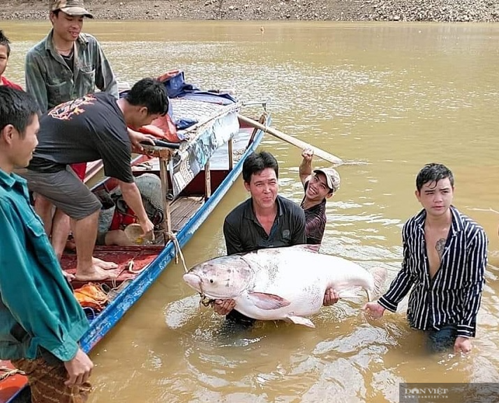 Sơn La: Nước sông Đà cạn đục ngầu, người dân vét lưới toàn được cá khủng - Ảnh 4.