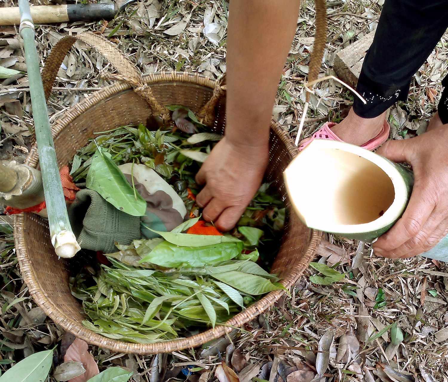 Bình Phước: Rau bép-rau lạ đặc sản thêm 1-2 con cá suối thì 10 người ăn thì cả 10 người đều tấm tắc khen ngon - Ảnh 3.