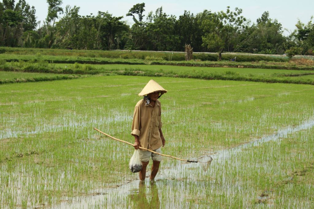 Quảng Ngãi: Nông dân lội đồng tìm diệt loài ốc này giữa cái nắng như &quot;thiêu đốt&quot; - Ảnh 1.