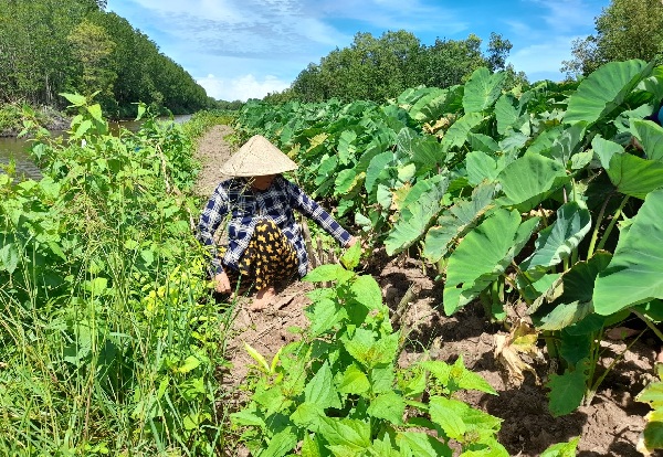 Cà Mau: Nông dân trồng thứ cây gì tốt um trên bờ vuông tôm mà, đào lên hàng tấn củ, thu cả trăm triệu? - Ảnh 3.