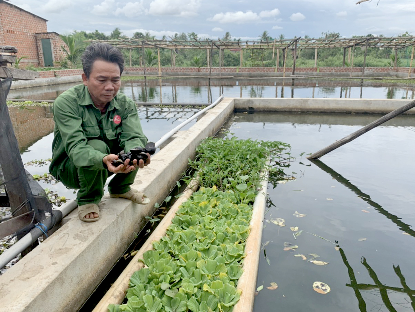 Bí quyết  Kỹ thuật nuôi ốc bươu đen thương phẩm