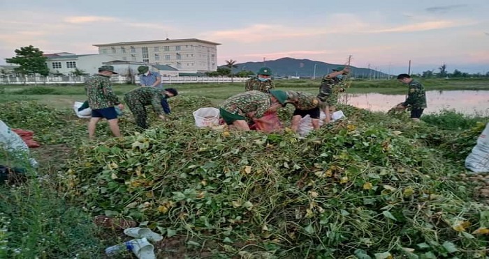 Hà Tĩnh: Chiến sĩ Công an… xắn quần xuống ruộng thu hoạch khoai lang giúp dân vùng tâm dịch - Ảnh 3.
