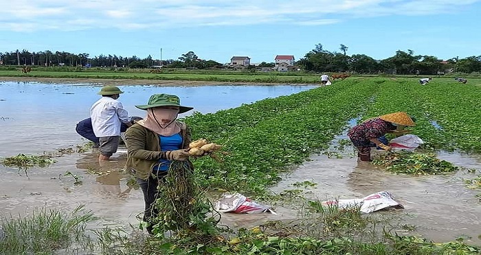 Hà Tĩnh: Chiến sĩ Công an… xắn quần xuống ruộng thu hoạch khoai lang giúp dân vùng tâm dịch - Ảnh 5.