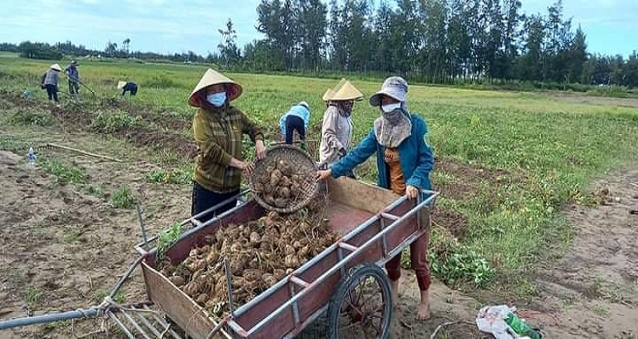 Hà Tĩnh: Chiến sĩ Công an… xắn quần xuống ruộng thu hoạch khoai lang giúp dân vùng tâm dịch - Ảnh 7.
