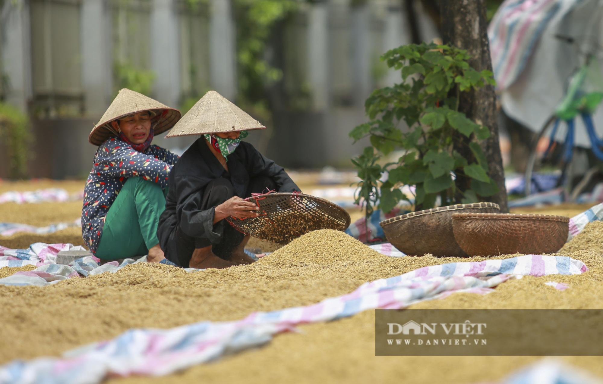 Hà Nội: Nông dân bất lực nhìn lúa mọc mầm vì mưa liên tiếp - Ảnh 2.