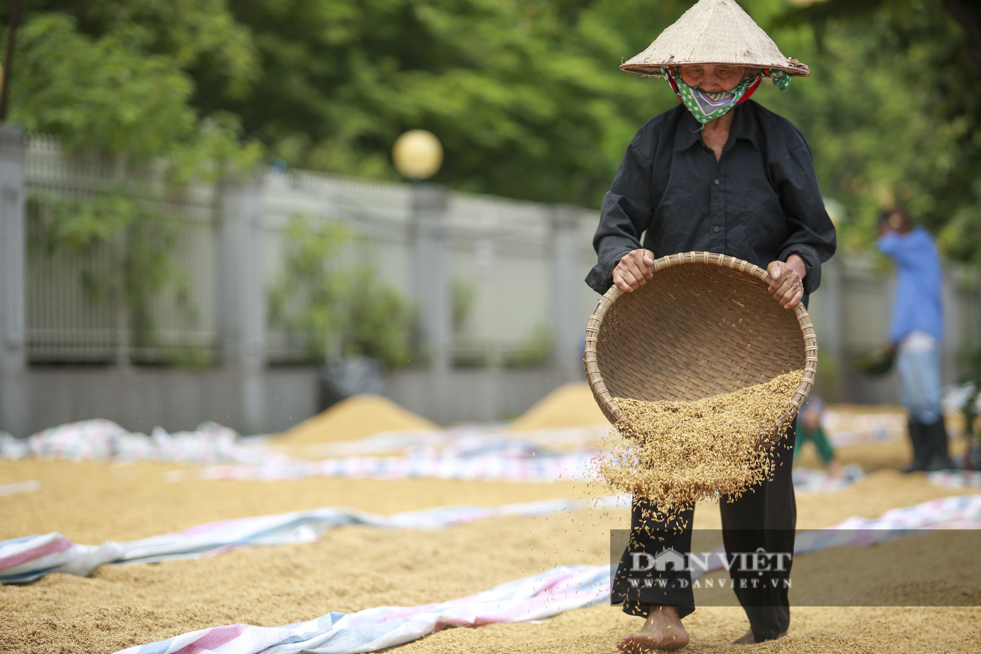 Hà Nội: Nông dân bất lực nhìn lúa mọc mầm vì mưa liên tiếp - Ảnh 5.