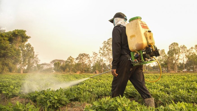 1 mớ rau hữu cơ và 1 mớ rau thông thường, nên chọn loại nào và vì sao? - Ảnh 2.