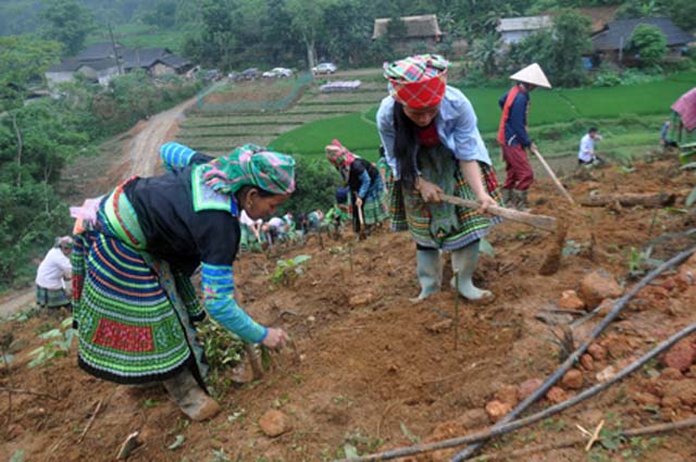 Hàng nghìn lao động người mông ở Trấn Yên (Yên Bái) được tạo việc làm nhờ nguồn vốn vay ưu đãi. Ảnh: Hà Thanh
