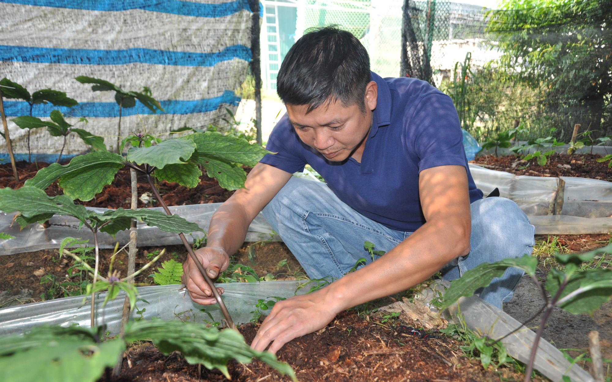 Đang làm đầu bếp lương cao, chàng trai bỏ lên núi trồng sâm, giờ có trong tay tiền tỷ