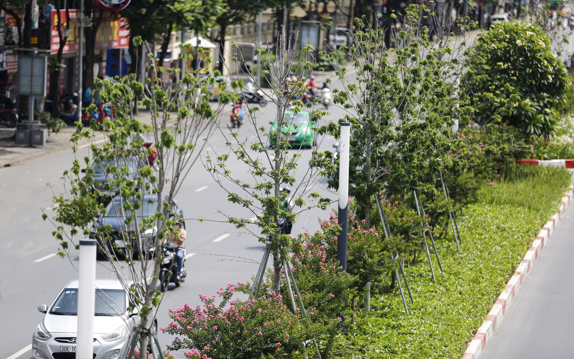 Hình ảnh hàng cây phong lá đỏ tại Hà Nội bỗng "hồi sinh" giữa nắng hè oi bức