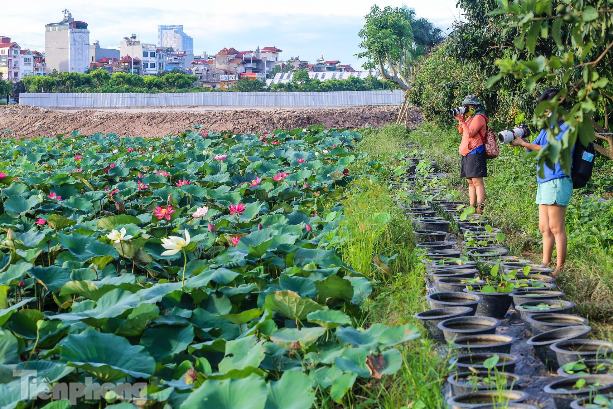 Đầm sen đặc biệt, độc nhất có tới gần 170 loài sen quý hiếm trên khắp thế giới &quot;hội tụ&quot; ở Thủ đô - Ảnh 38.