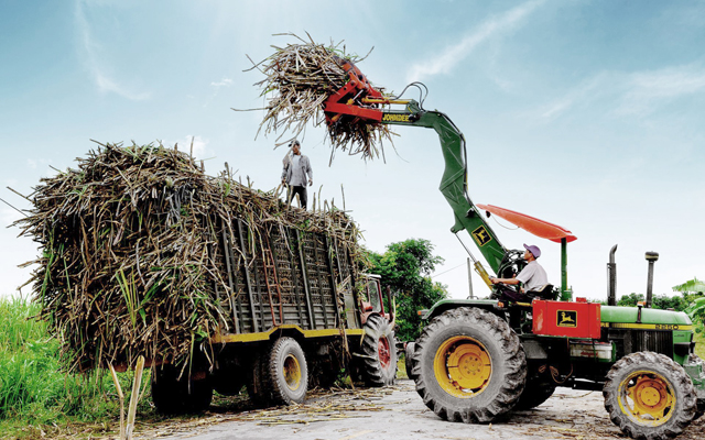 Nông dân thu hoạch mía ở Tây Ninh. Ảnh Công Điều