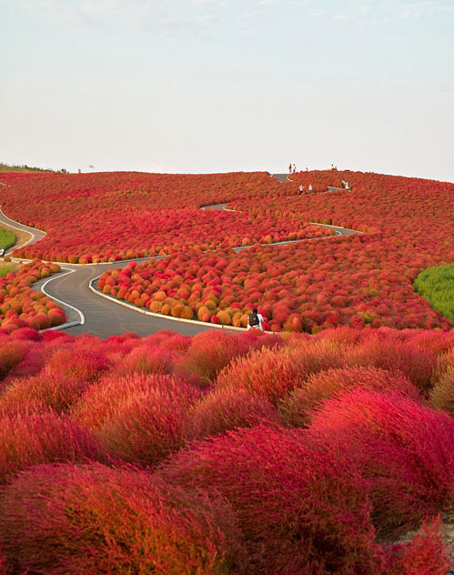 Mê mẩn ngắm hàng chục loài hoa nở quanh năm ở công viên Nhật Bản - Ảnh 11.