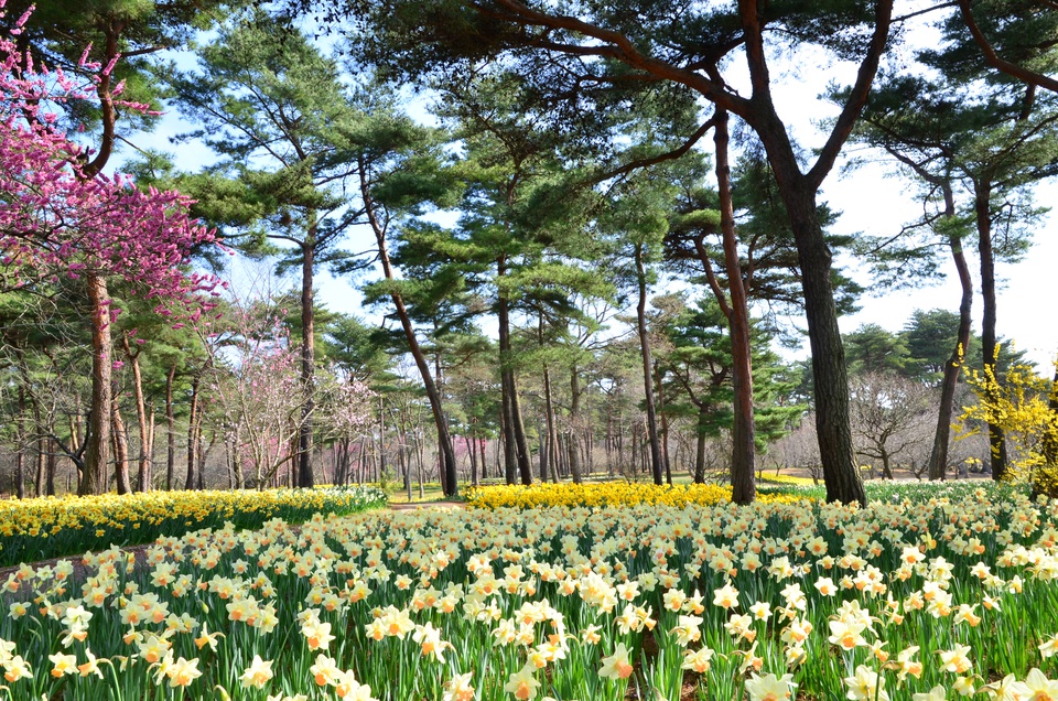 Mê mẩn ngắm hàng chục loài hoa nở quanh năm ở công viên Nhật Bản - Ảnh 4.