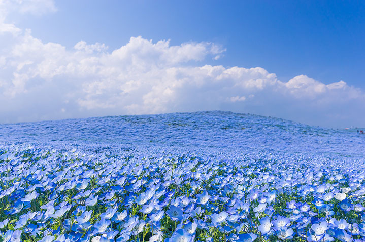 Mê mẩn ngắm hàng chục loài hoa nở quanh năm ở công viên Nhật Bản - Ảnh 6.