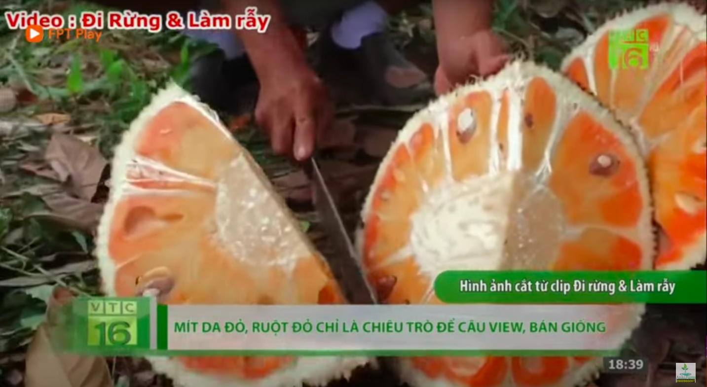 Thanh niên Trung Quốc khoe giống mít vỏ đỏ khiến dân mạng sửng sốt, ở Việt Nam cũng từng xuất hiện loại mít này nhưng thực hư thế nào? - Ảnh 7.